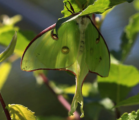 Luna Moth - Actias luna This is only the second luna moth that I've ever seen! 

Habitat: Resting in the shade near a forest edge Actias luna,Geotagged,Luna Moth,Spring,United States,actias,moth