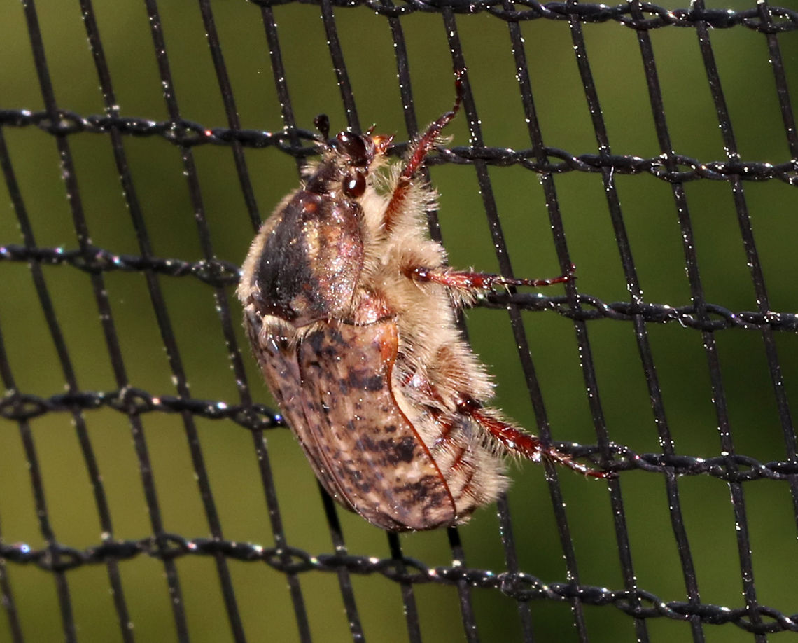 Bumble Flower Beetle - Euphoria inda This adorable, fuzzy beetle was clumsily buzzing around. Luckily it landed on a mesh fence long enough for me to snap a quick shot. When in distress, they emit a strong, chlorine-like odor in self-defense.<br />
<br />
Habitat: On a mesh fence near a construction site and a garden Bumble Flower Beetle,Euphoria inda,Geotagged,Spring,United States,beetle