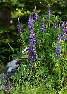 Bigleaf Lupine - Lupinus polyphyllus Beautiful purple flowers are arranged on a spike-like raceme. The individual flowers are small and pea-shaped. The leaves are palmately compound. The plant may grow to 1.5 meters tall.

Large-leaved Lupine is native to the western United States and has become quite invasive in the northeast. Numerous garden varieties exist, and can easily escape from cultivation. It has also been intentionally introduced in some areas. It is also classified as an invasive species in Sweden, Norway, Switzerland, the Czech Republic, Finland, Lithuania, New Zealand, and Ukraine.

Habitat: Growing wild and cultivated; this cluster was growing wild along the coast Bigleaf Lupine,Geotagged,Lupinus polyphyllus,Spring,United States,lupine