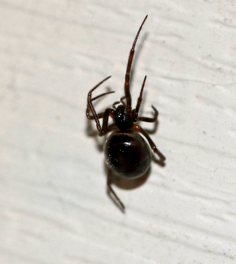 False Black Widow - Steatoda grossa This pretty girl recently set up a web on my deck. She lives under the edge of the siding and has a messy-ish web. She comes out at night when I turn my moth lights on, but she&#039;s very shy and hides when I shine any light on her.<br />
<br />
According to Bugguide, &quot;The bite of this spider might produce symptoms that are similar but much less severe than those of a black widow bite. In some cases blistering may form at the site of the bite along with physical discomfort that lasts for several days.&quot; Cupboard spider,False Black Widow,Geotagged,Steatoda grossa,Summer,United States,spider,steatoda