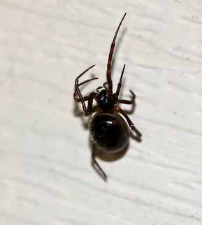 False Black Widow - Steatoda grossa This pretty girl recently set up a web on my deck. She lives under the edge of the siding and has a messy-ish web. She comes out at night when I turn my moth lights on, but she's very shy and hides when I shine any light on her.

According to Bugguide, "The bite of this spider might produce symptoms that are similar but much less severe than those of a black widow bite. In some cases blistering may form at the site of the bite along with physical discomfort that lasts for several days." Cupboard spider,False Black Widow,Geotagged,Steatoda grossa,Summer,United States,spider,steatoda