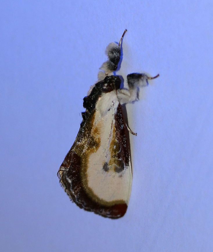 Beautiful Wood-Nymph - Eudryas grata One of my favorite species! And it was kind enough to actually land on my white poster board, unlike most other moths who prefer to rest in the hard to reach areas of my deck. This moth was part of a pair...I&#039;m not sure if they were male/female, but they appeared to enjoy each other&#039;s company.<br />
<br />
This moth resembles the pearly wood-nymph, except that the subterminal area is darker red with yellow-green edging. The subterminal line is evenly curved. Approximately 25 mm long.<br />
<br />
Habitat: Attracted to a black light in a semi-rural area. Lures: Petunias<br />
<figure class="photo"><a href="https://www.jungledragon.com/image/80899/beautiful_wood-nymph_-_eudryas_grata.html" title="Beautiful Wood-Nymph - Eudryas grata"><img src="https://s3.amazonaws.com/media.jungledragon.com/images/3232/80899_thumb.jpg?AWSAccessKeyId=05GMT0V3GWVNE7GGM1R2&Expires=1759968010&Signature=hI0XSFGD6ogloAtTnCS7KIY8J40%3D" width="124" height="152" alt="Beautiful Wood-Nymph - Eudryas grata One of my favorite species! This moth was part of a pair...I&#039;m not sure if they were male/female, but they appeared to enjoy each other&#039;s company.<br />
<br />
This moth resembles the pearly wood-nymph, except that the subterminal area is darker red with yellow-green edging. The subterminal line is evenly curved. Approximately 25 mm long.<br />
<br />
Habitat: Attracted to a black light in a semi-rural area. Lures: Petunias<br />
https://www.jungledragon.com/image/80896/beautiful_wood-nymph_-_eudryas_grata.html<br />
https://www.jungledragon.com/image/80895/beautiful_wood-nymph_-_eudryas_grata.html Beautiful wood nymph,Eudryas grata,Geotagged,Summer,United States" /></a></figure><br />
<figure class="photo"><a href="https://www.jungledragon.com/image/80896/beautiful_wood-nymph_-_eudryas_grata.html" title="Beautiful Wood-Nymph - Eudryas grata"><img src="https://s3.amazonaws.com/media.jungledragon.com/images/3232/80896_thumb.jpg?AWSAccessKeyId=05GMT0V3GWVNE7GGM1R2&Expires=1759968010&Signature=jgLE%2Fq4%2Bj229ymHtXLZLQKh%2Bn8Q%3D" width="132" height="152" alt="Beautiful Wood-Nymph - Eudryas grata One of my favorite species! And it was kind enough to actually land on my white poster board, unlike most other moths who prefer to rest in the hard to reach areas of my deck. This moth was part of a pair...I&#039;m not sure if they were male/female, but they appeared to enjoy each other&#039;s company.<br />
<br />
This moth resembles the pearly wood-nymph, except that the subterminal area is darker red with yellow-green edging. The subterminal line is evenly curved. Approximately 25 mm long.<br />
<br />
Habitat: Attracted to a black light in a semi-rural area. Lures: Petunias<br />
https://www.jungledragon.com/image/80895/beautiful_wood-nymph_-_eudryas_grata.html<br />
https://www.jungledragon.com/image/80899/beautiful_wood-nymph_-_eudryas_grata.html Beautiful wood nymph,Eudryas grata,Geotagged,Summer,United States" /></a></figure> Beautiful wood nymph,Eudryas,Eudryas grata,Geotagged,Summer,United States,bird poop moth,moth