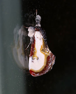Beautiful Wood-Nymph - Eudryas grata One of my favorite species! This moth was part of a pair...I'm not sure if they were male/female, but they appeared to enjoy each other's company.

This moth resembles the pearly wood-nymph, except that the subterminal area is darker red with yellow-green edging. The subterminal line is evenly curved. Approximately 25 mm long.

Habitat: Attracted to a black light in a semi-rural area. Lures: Petunias
https://www.jungledragon.com/image/80896/beautiful_wood-nymph_-_eudryas_grata.html
https://www.jungledragon.com/image/80895/beautiful_wood-nymph_-_eudryas_grata.html Beautiful wood nymph,Eudryas grata,Geotagged,Summer,United States