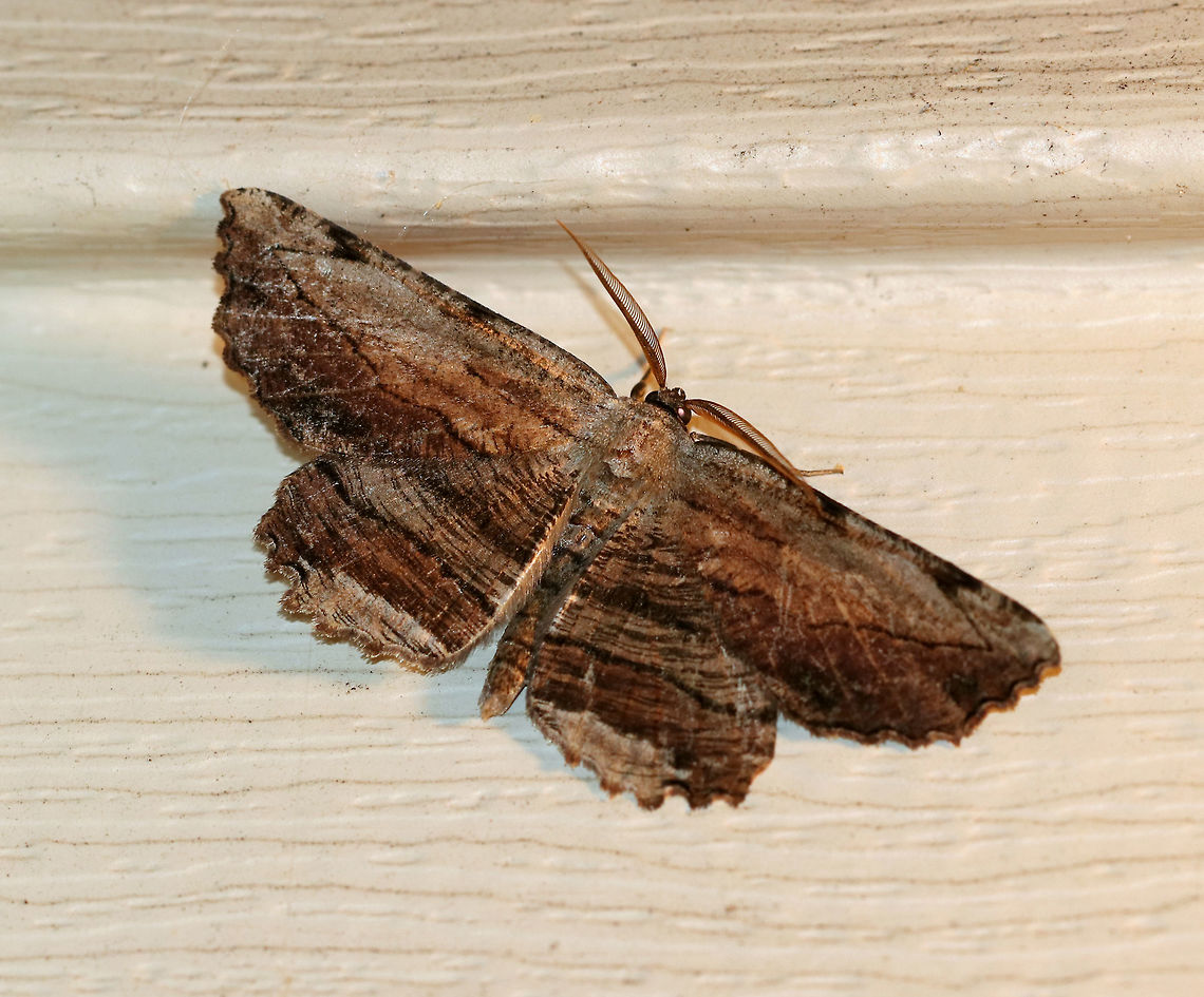 Common Lytrosis - Lytrosis unitaria WS: ~55 mm. Wings were brown with gray. Fine, black lines create a bark-like pattern. It was gorgeous! Hosts: Pin oak, sugar maple, hawthorn.<br />
<br />
Habitat: Attracted to a light (incandescent and black light) in a semi-rural area. Lure: Petunias Geotagged,Lytrosis,Lytrosis unitaria,Summer,United States,moth