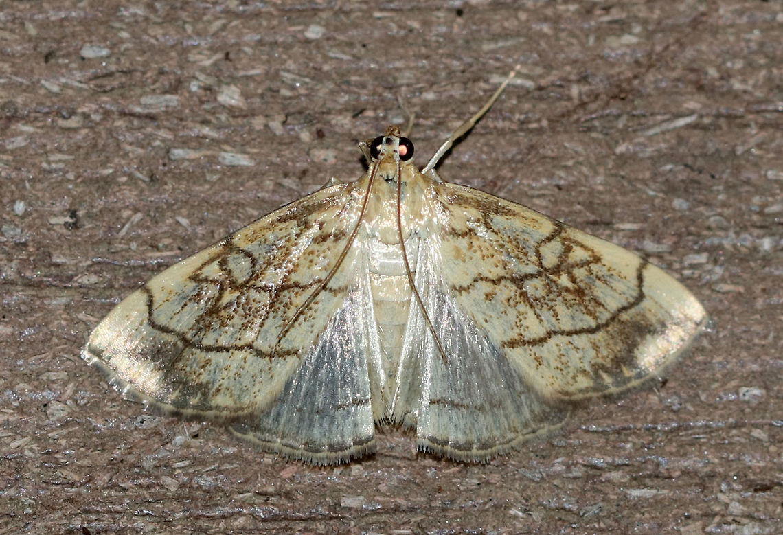 Purple-backed Cabbageworm - Evergestis pallidata Wingspan: ~ 25 mm. Forewings were pale yellowish to light brown with sharp median and PM lines. A ring-like marking in the upper median area resembles a tied knot, which is a diagnostic feature. Hindwings are light gray with dark terminal band and partial PM line.<br />
<br />
Habitat: Attracted to a light (incandescent and black light) in a semi-rural area. Lure: Petunias Evergestis pallidata,Geotagged,Moth,Purplebacked Cabbageworm,Summer,United States