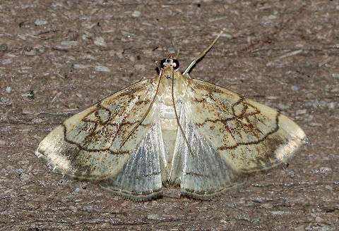 Purple-backed Cabbageworm - Evergestis pallidata Wingspan: ~ 25 mm. Forewings were pale yellowish to light brown with sharp median and PM lines. A ring-like marking in the upper median area resembles a tied knot, which is a diagnostic feature. Hindwings are light gray with dark terminal band and partial PM line.

Habitat: Attracted to a light (incandescent and black light) in a semi-rural area. Lure: Petunias Evergestis pallidata,Geotagged,Moth,Purplebacked Cabbageworm,Summer,United States
