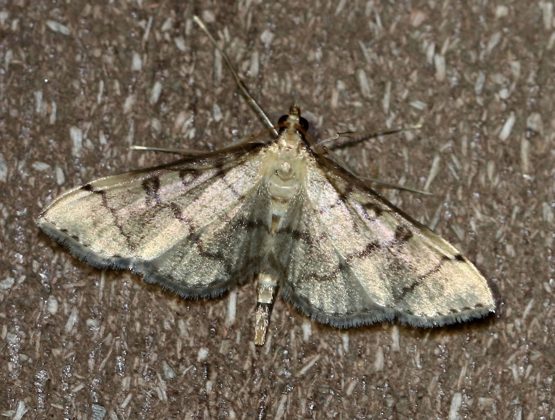 Hollow-spotted Blepharomastix - Blepharomastix ranalis Habitat: Attracted to a light (incandescent and black light) in a semi-rural area. Lure: Petunias Blepharomastix ranalis,Geotagged,Hollow-spotted Blepharomastix Moth,Summer,United States,moth