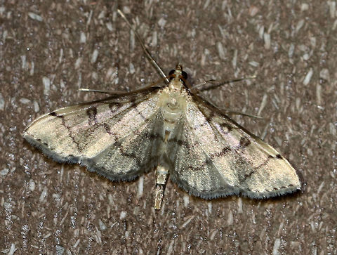 Hollow-spotted Blepharomastix - Blepharomastix ranalis Habitat: Attracted to a light (incandescent and black light) in a semi-rural area. Lure: Petunias Blepharomastix ranalis,Geotagged,Hollow-spotted Blepharomastix Moth,Summer,United States,moth