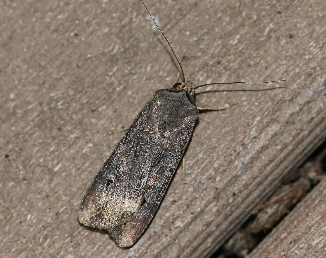 Ipsilon Dart - Agrotis ipsilon TL: ~20 mm. Brownish FW with gray shading. Hosts: Low plants and crops.<br />
<br />
Habitat: Attracted to a light (incandescent and black light) in a semi-rural area. Lure: Petunias Agrotis ipsilon,Dark sword-grass,Geotagged,Ipsilon Dart,Summer,United States,dart,moth