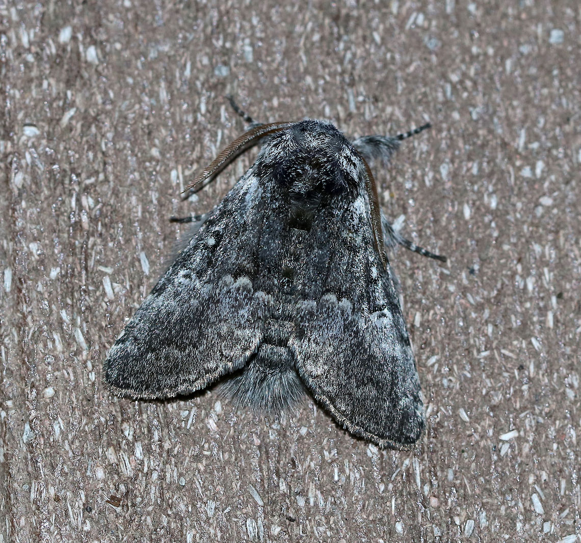 Close-banded Yellowhorn - Colocasia propinquilinea TL: ~30 mm. Gray FW with blackish markings and patch in the median area. Kinked AM and PM lines are connected by a black bar. White orbicular spot is outlined in black.  Yellowish antennae. Hosts: Deciduous trees<br />
<br />
Habitat: Attracted to a light (incandescent and black light) in a semi-rural area. Lure: Petunias Closebanded yellowhorn,Colocasia  propinquilinea,Geotagged,Summer,United States