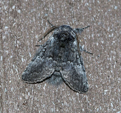 Close-banded Yellowhorn - Colocasia propinquilinea TL: ~30 mm. Gray FW with blackish markings and patch in the median area. Kinked AM and PM lines are connected by a black bar. White orbicular spot is outlined in black.  Yellowish antennae. Hosts: Deciduous trees

Habitat: Attracted to a light (incandescent and black light) in a semi-rural area. Lure: Petunias Closebanded yellowhorn,Colocasia  propinquilinea,Geotagged,Summer,United States