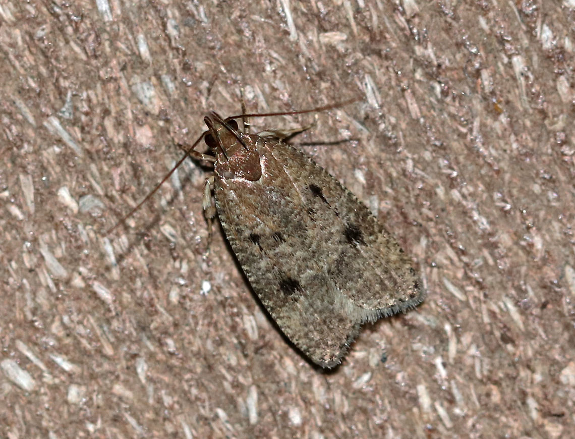 Dotted Leaftier - Psilocorsis reflexella TL: ~10 mm. Light brown FW with black spots. Hosts: Deciduous trees.<br />
<br />
Habitat: Attracted to a light (incandescent and black) in a semi-rural area. Dotted Leaftier,Geotagged,Psilocorsis reflexella,Summer,United States,moth