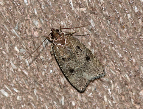 Dotted Leaftier - Psilocorsis reflexella TL: ~10 mm. Light brown FW with black spots. Hosts: Deciduous trees.

Habitat: Attracted to a light (incandescent and black) in a semi-rural area. Dotted Leaftier,Geotagged,Psilocorsis reflexella,Summer,United States,moth