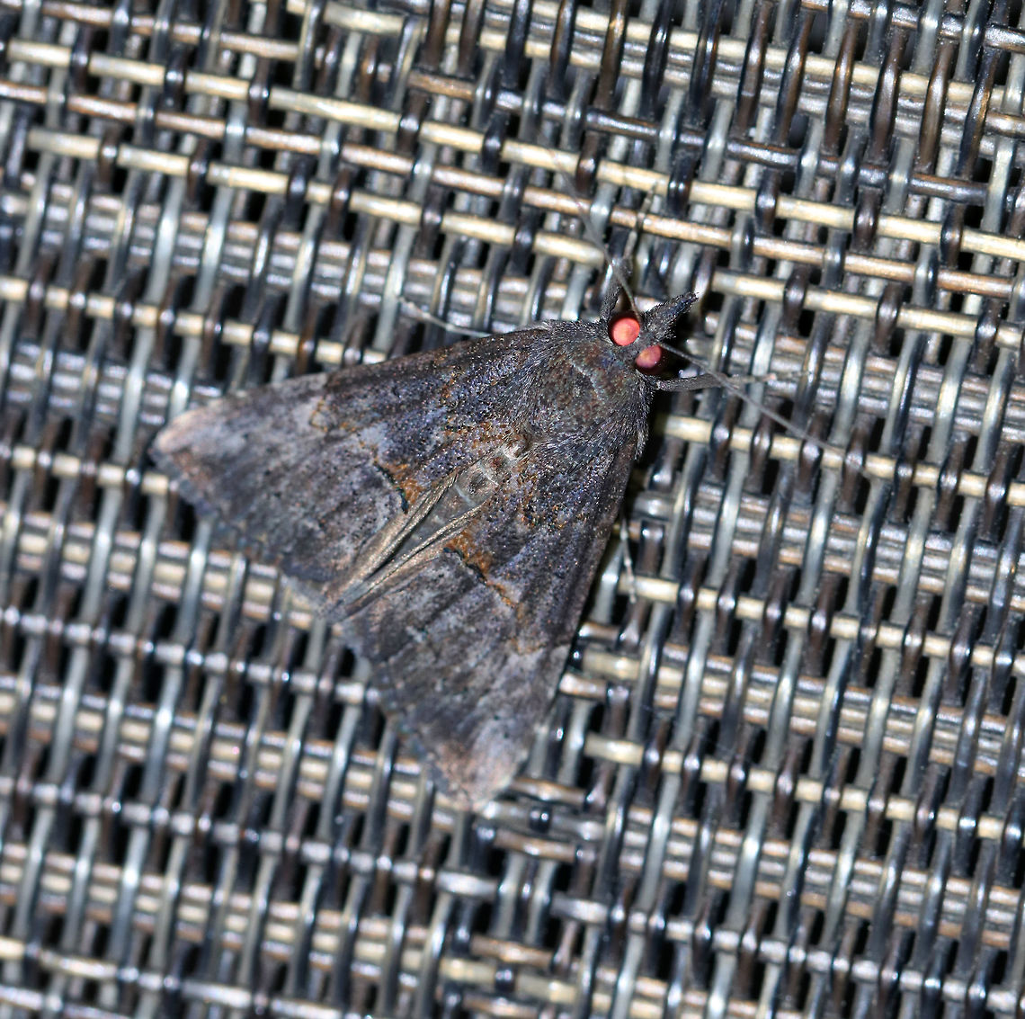 Green Cloverworm Moth - Hypena scabra <br />
The forewings are narrow and blackish-brown. although the color and pattern varies considerably. There is a thin, black line midway along inner margin, and a pale triangular patch usually present along the costa at the apex. The postmedian line is slightly wavy with a small, but conspicuous bulge near the costa. The hindwings are broad and uniformly grayish-brown with darker veins.<br />
<br />
Habitat: Attracted to a black light in a semi-rural area. Lure: Petunias Geotagged,Green Cloverworm,Hypena scabra,Moth,Summer,United States