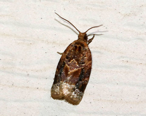 Red-banded Leafroller Moth - Argyrotaenia velutinana 
Total length: ~10 mm. Whitish forewing is mottled gray and reddish brown in basal and subterminal areas.

Attracted to a light in a rural area Argyrotaenia velutinana,Geotagged,Red-banded leafroller moth,Summer,United States