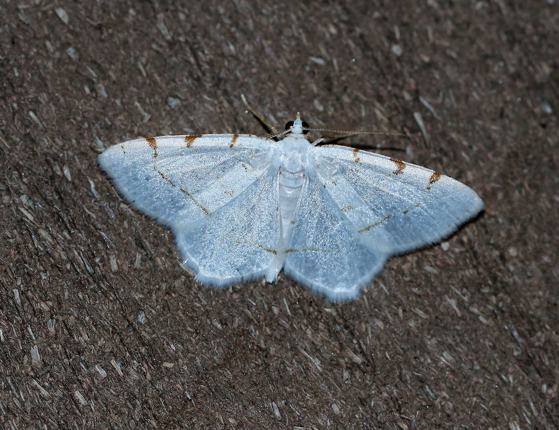 Lesser Maple Spanworm Moth - Speranza pustularia White moth with faint reddish-brown lines on the wings. The postmedial line is usually the most complete line, and continues onto the hindwing. The wingspan was about 25mm. <br />
<br />
The species name "pustularia" comes from the Latin word "pustulare" (to blister). It was given this name because the third orange-ish marking along the forewing costa was thought to be reminiscent of a pustule that had broken open and leaked a trail of pus down the wing. <br />
<br />
 Geotagged,Lesser maple spanworm,Moth,Speranza pustularia,Summer,United States