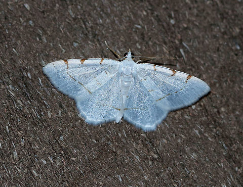 Lesser Maple Spanworm Moth - Speranza pustularia White moth with faint reddish-brown lines on the wings. The postmedial line is usually the most complete line, and continues onto the hindwing. The wingspan was about 25mm. 

The species name "pustularia" comes from the Latin word "pustulare" (to blister). It was given this name because the third orange-ish marking along the forewing costa was thought to be reminiscent of a pustule that had broken open and leaked a trail of pus down the wing. 

 Geotagged,Lesser maple spanworm,Moth,Speranza pustularia,Summer,United States