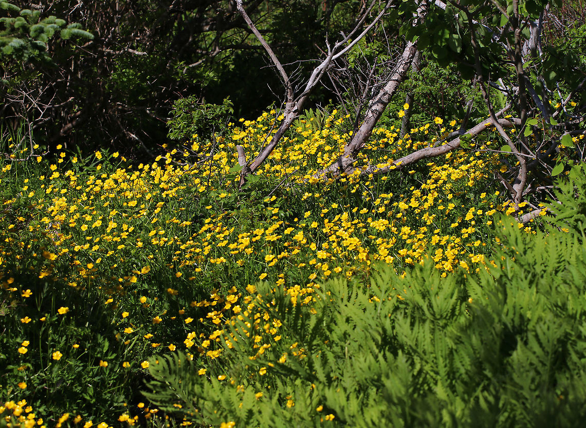Meadow Buttercup - Ranunculus acris I love buttercups and was delighted to find so many growing along these coastal cliffs.  They are simple, elegant, cheerful, and vibrant. Once when I was a kid, I rubbed them all over my face and arms in order to turn myself yellow. My purpose in doing so was to convince the school nurse and my teacher that I had yellow fever and thus could no longer attend school. They didn't believe me and so I had to endure public school...<br />
<br />
Habitat: Maine coast Geotagged,Meadow buttercup,Ranunculus,Ranunculus acris,Spring,United States,buttercup,common buttercup,giant buttercup