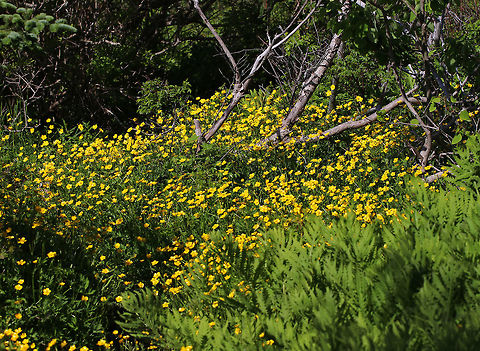 Meadow Buttercup - Ranunculus acris I love buttercups and was delighted to find so many growing along these coastal cliffs.  They are simple, elegant, cheerful, and vibrant. Once when I was a kid, I rubbed them all over my face and arms in order to turn myself yellow. My purpose in doing so was to convince the school nurse and my teacher that I had yellow fever and thus could no longer attend school. They didn't believe me and so I had to endure public school...

Habitat: Maine coast Geotagged,Meadow buttercup,Ranunculus,Ranunculus acris,Spring,United States,buttercup,common buttercup,giant buttercup