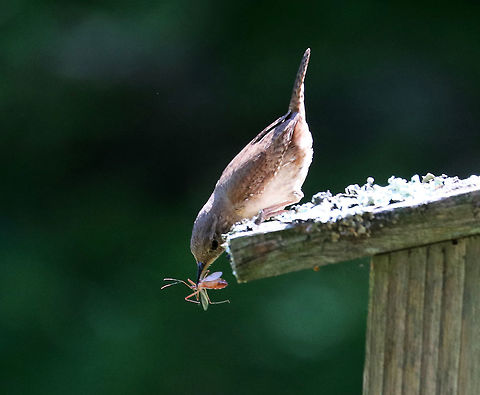House Wren - Troglodytes aedon This wren sat on top of the nesting box for quite awhile. Every few seconds, she would lean forward and peak in the hole. It seemed like she was trying to decide if she could get away with eating the juicy insect without her kids noticing, so she didn't have to share it.  As a mother, I am familiar with this tactic.

Habitat: Nesting box in a meadow Geotagged,House wren,Summer,Troglodytes,Troglodytes aedon,United States,wren