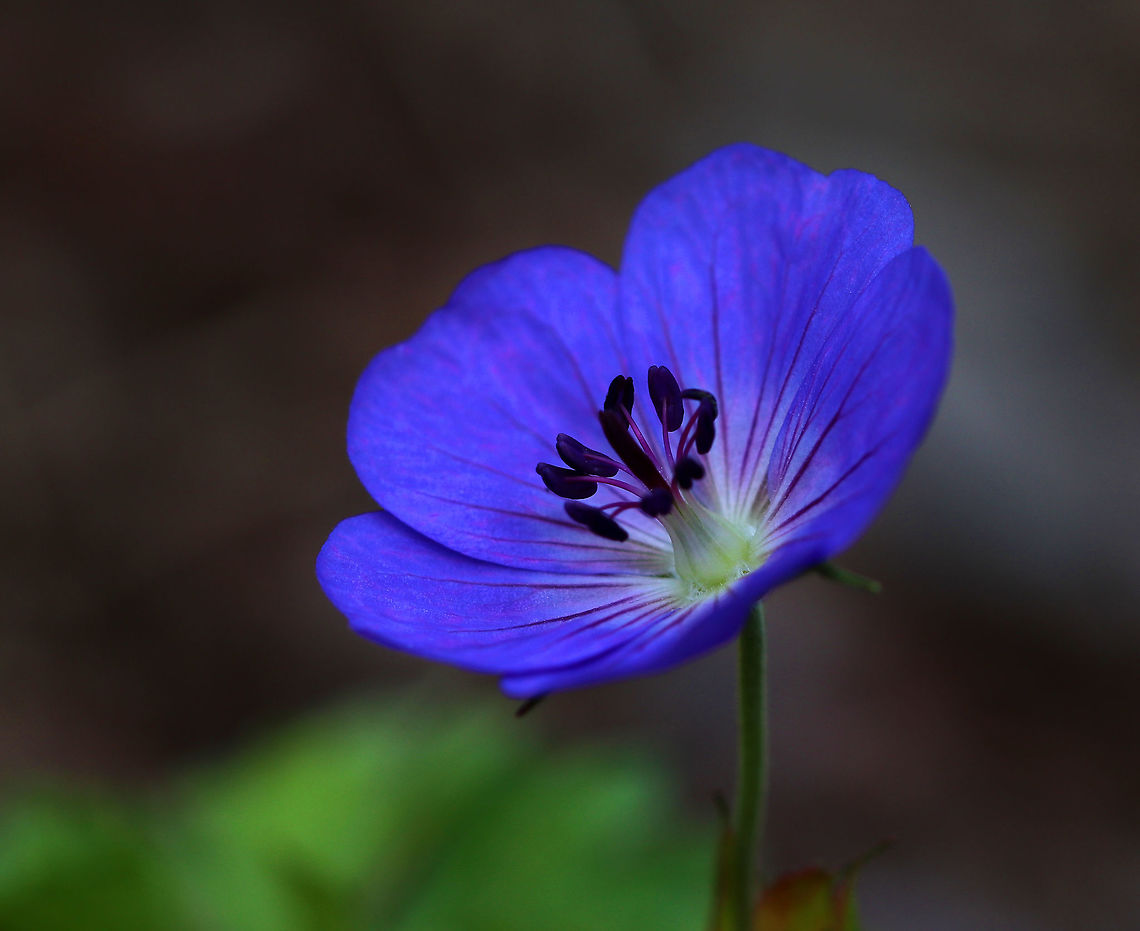 Wild Geranium - Geranium maculatum These are so common in the summer, but their colors always startle me. They have pinkish-purple flowers with 5 petals. The individual flowers were approximately 20 mm in diameter. It has green leaves that are deeply cut and palmately 5-lobed with very hairy stems. This patch had some startlingly blue flowers! <br />
<br />
Habitat: Meadow in a mixed forest Geotagged,Geranium maculatum,Spotted Geranium,Summer,United States