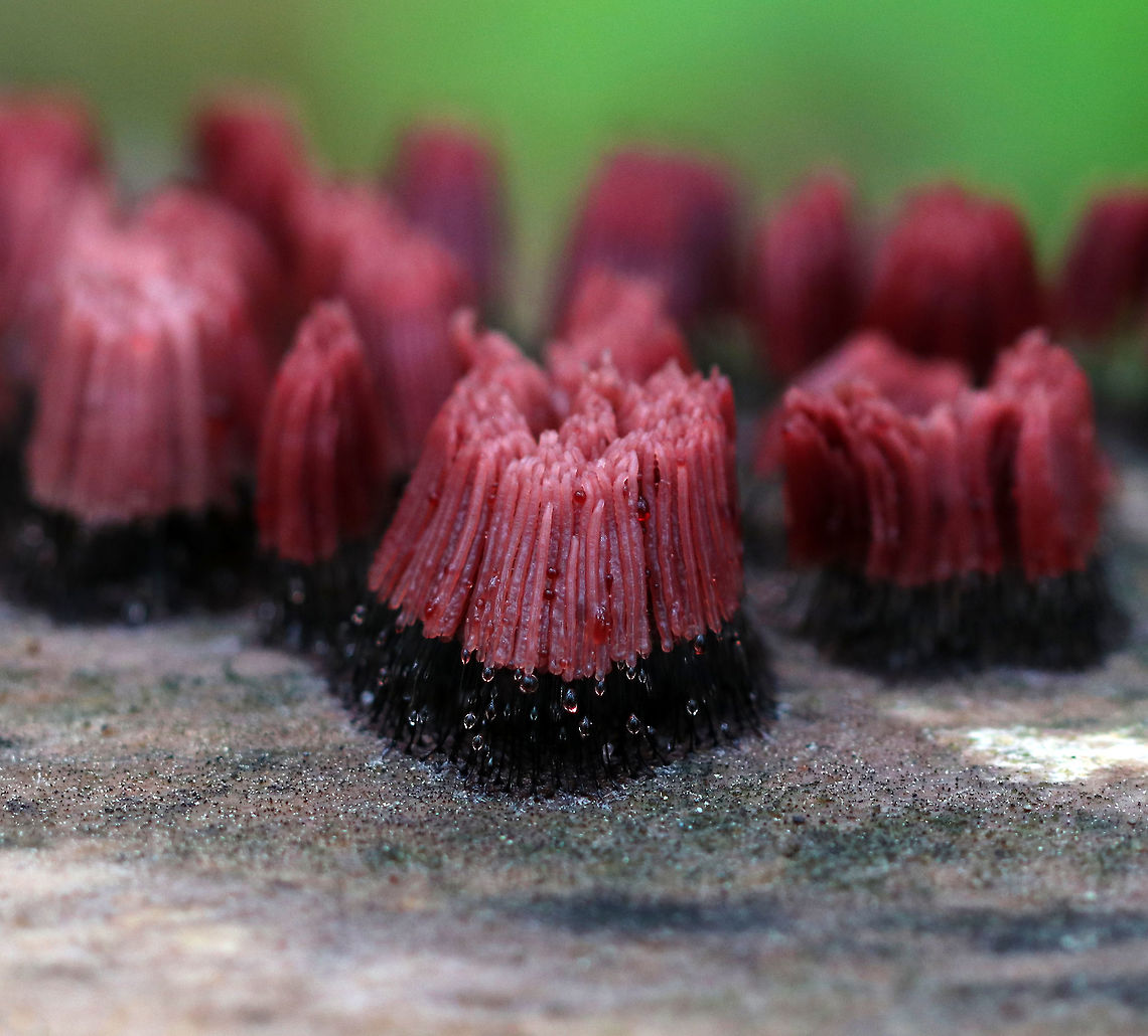 Chocolate Tube Slime Mold - Stemonitis splendens Tall, dark brown, thin stalks with pinkish red, young sporangia on top. They were growing in dense clusters on rotting wood. Each tuft was about 15 mm tall.<br />
<br />
Habitat: Growing on a rotting log in a deciduous forest. Chocolate tube slime mold,Geotagged,Spring,Stemonitis splendens,United States,slime mold,stemonitis