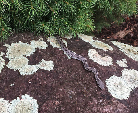 Eastern Ratsnake (Juvenile) - Pantherophis alleghaniensis This is the largest snake species found in Connecticut.  It is nonvenomous.

Juveniles are light gray with brown/black blotches, a large head, and a black checkerboard belly.  They turn black with age and can reach 68 inches long (1.72 m).

Habitat: Spotted resting on a rock amidst vegetation at a neighborhood garden center. Eastern ratsnake,Geotagged,Pantherophis,Pantherophis alleghaniensis,United States,ratsnake