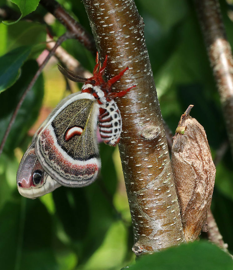 Cecropia Moth with Cocoon - Hyalophora cecropia I assume the moth emerged from the cocoon, but can't tell for sure because I couldn't see if the cocoon had split open.<br />
<br />
I don't know what kind of tree/shrub this moth was on. There was a mating pair nearby.<br />
<br />
Habitat: Vegetation along the Maine coast; They were in a garden next to a construction site. Cecropia Moth,Geotagged,Hyalophora cecropia,Spring,United States,cocoon,moth,moth cocoon