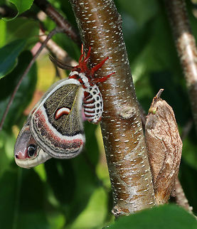 Cecropia Moth with Cocoon - Hyalophora cecropia I assume the moth emerged from the cocoon, but can't tell for sure because I couldn't see if the cocoon had split open.

I don't know what kind of tree/shrub this moth was on. There was a mating pair nearby.

Habitat: Vegetation along the Maine coast; They were in a garden next to a construction site. Cecropia Moth,Geotagged,Hyalophora cecropia,Spring,United States,cocoon,moth,moth cocoon