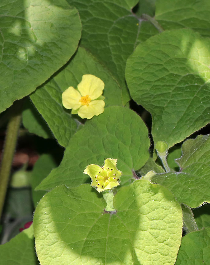 Upright Wild Ginger - Saruma henryi Well, sorry for the bad photos, but I didn&#039;t intend to share these shots. I only took them because the plant reminded me of ginger and I wanted to find out what it was. It turns out that it is endemic to China and is listed as endangered.<br />
<br />
Habitat: Growing (and I assume planted) near a forest edge<br />
<figure class="photo"><a href="https://www.jungledragon.com/image/80982/upright_wild_ginger_-_saruma_henryi.html" title="Upright Wild Ginger - Saruma henryi"><img src="https://s3.amazonaws.com/media.jungledragon.com/images/3232/80982_thumb.jpg?AWSAccessKeyId=05GMT0V3GWVNE7GGM1R2&Expires=1769040010&Signature=WQo0%2FafJJR1BwZS4jFCV43tp2XE%3D" width="118" height="152" alt="Upright Wild Ginger - Saruma henryi Well, sorry for the bad photos, but I didn&#039;t intend to share these photos. I only took them because the plant reminded me of ginger and I wanted to find out what it was. It turns out that it is endemic to China and is listed as endangered.<br />
<br />
Habitat: Growing (and I assume planted) near a forest edge<br />
https://www.jungledragon.com/image/80981/upright_wild_ginger_-_saruma_henryi.html Geotagged,Saruma,Saruma henryi,Spring,United States" /></a></figure> Geotagged,Saruma,Saruma henryi,Spring,United States,ginger,upright wild ginger,wild ginger