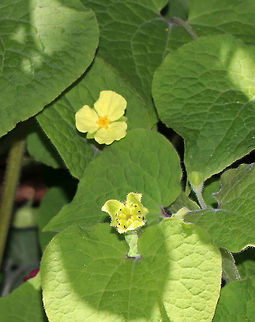 Upright Wild Ginger - Saruma henryi Well, sorry for the bad photos, but I didn't intend to share these shots. I only took them because the plant reminded me of ginger and I wanted to find out what it was. It turns out that it is endemic to China and is listed as endangered.

Habitat: Growing (and I assume planted) near a forest edge
https://www.jungledragon.com/image/80982/upright_wild_ginger_-_saruma_henryi.html Geotagged,Saruma,Saruma henryi,Spring,United States,ginger,upright wild ginger,wild ginger