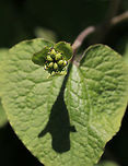 Upright Wild Ginger - Saruma henryi Well, sorry for the bad photos, but I didn't intend to share these photos. I only took them because the plant reminded me of ginger and I wanted to find out what it was. It turns out that it is endemic to China and is listed as endangered.<br />
<br />
Habitat: Growing (and I assume planted) near a forest edge<br />
https://www.jungledragon.com/image/80981/upright_wild_ginger_-_saruma_henryi.html Geotagged,Saruma,Saruma henryi,Spring,United States