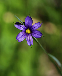 Narrow-leaf Blue-eyed Grass - Sisyrinchium angustifolium Habitat: forest edge Geotagged,Narrow-leaf blue-eyed-grass,Sisyrinchium angustifolium,Spring,United States,blue-eyed grass