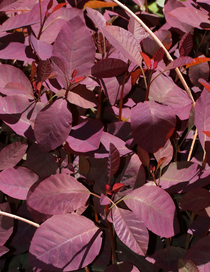 Smoke Bush - Cotinus coggygria This bush had stunning reddish purple leaves. Unfortunately, it&#039;s another non-native that I spotted in Maine. Odd, because Maine is such an environmentally conscious place, and yet I think I saw more non-native plants than native ones.<br />
<br />
 Cotinus coggygria,Cotinus coggyria,Geotagged,Spring,United States,cotinus,smoke bush