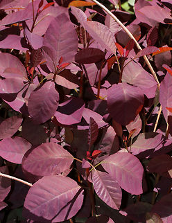 Smoke Bush - Cotinus coggygria This bush had stunning reddish purple leaves. Unfortunately, it's another non-native that I spotted in Maine. Odd, because Maine is such an environmentally conscious place, and yet I think I saw more non-native plants than native ones.

 Cotinus coggygria,Cotinus coggyria,Geotagged,Spring,United States,cotinus,smoke bush