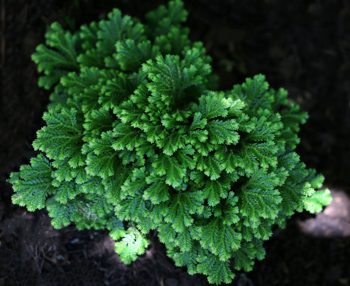 Krauss's Spikemoss - Selaginella kraussiana Native to Africa and the Azores, this plant has also been cultivated and easily escapes into the wild.<br />
<br />
Habitat: Shady forest edge. Geotagged,Krauss's Spikemoss,Selaginella kraussiana,Spring,United States