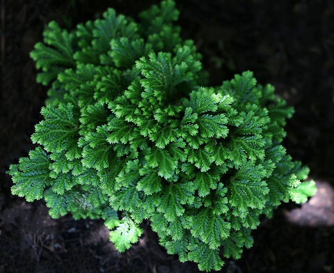 Krauss's spikemoss