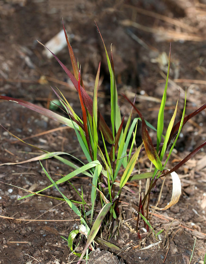 Hakone Grass - Hakonechloa macra I found this lonely cluster of grass in a neglected garden.<br />
<br />
Habitat: Coastal Maine Geotagged,Hakone Grass,Hakonechloa,Hakonechloa macra,Spring,United States