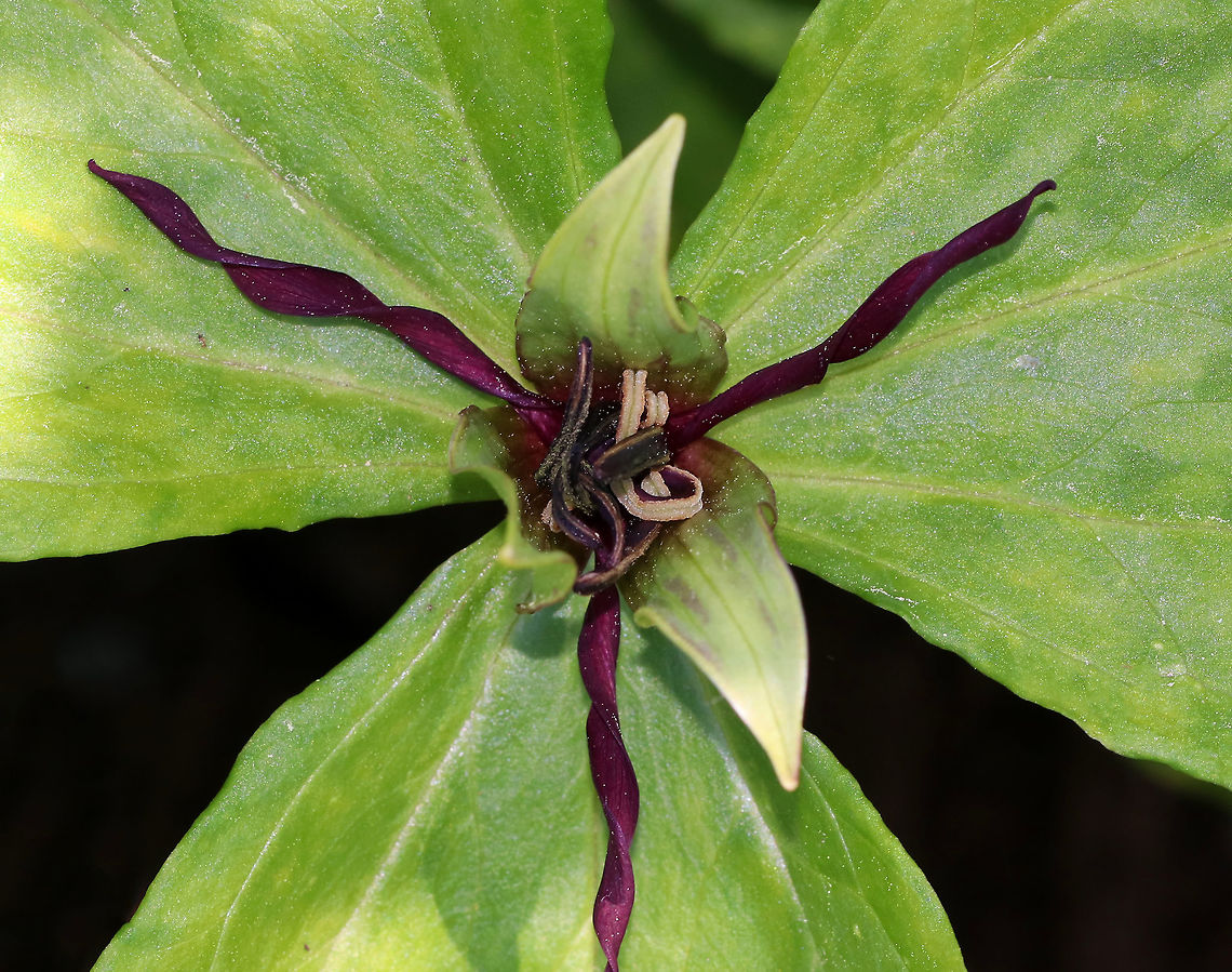 Propeller Trillium - Trillium stamineum The flower petals were so thin and twisted! Definitely propeller-like!<br />
<br />
Habitat: Shady forest<br />
<figure class="photo"><a href="https://www.jungledragon.com/image/81009/propeller_trillium_-_trillium_stamineum.html" title="Propeller Trillium - Trillium stamineum"><img src="https://s3.amazonaws.com/media.jungledragon.com/images/3232/81009_thumb.jpg?AWSAccessKeyId=05GMT0V3GWVNE7GGM1R2&Expires=1759968010&Signature=CxHyJRCid7IS%2Fvoow8jQ4PRTUl0%3D" width="200" height="152" alt="Propeller Trillium - Trillium stamineum The flower petals were so thin and twisted! Definitely propeller-like!<br />
<br />
Habitat: Shady forest<br />
https://www.jungledragon.com/image/81008/propeller_trillium_-_trillium_stamineum.html<br />
https://www.jungledragon.com/image/81007/propeller_trillium_-_trillium_stamineum.html Geotagged,Spring,Trillium stamineum,United States" /></a></figure><br />
<figure class="photo"><a href="https://www.jungledragon.com/image/81008/propeller_trillium_-_trillium_stamineum.html" title="Propeller Trillium - Trillium stamineum"><img src="https://s3.amazonaws.com/media.jungledragon.com/images/3232/81008_thumb.jpg?AWSAccessKeyId=05GMT0V3GWVNE7GGM1R2&Expires=1759968010&Signature=CflrTy5asqOp6bBxzubO4K%2F8rgY%3D" width="112" height="152" alt="Propeller Trillium - Trillium stamineum The flower petals were so thin and twisted! Definitely propeller-like!<br />
<br />
Habitat: Shady forest<br />
https://www.jungledragon.com/image/81009/propeller_trillium_-_trillium_stamineum.html<br />
https://www.jungledragon.com/image/81007/propeller_trillium_-_trillium_stamineum.html Geotagged,Spring,Trillium stamineum,United States" /></a></figure> Geotagged,Spring,Trillium stamineum,United States,propeller trillium,trillium,twisted trillium