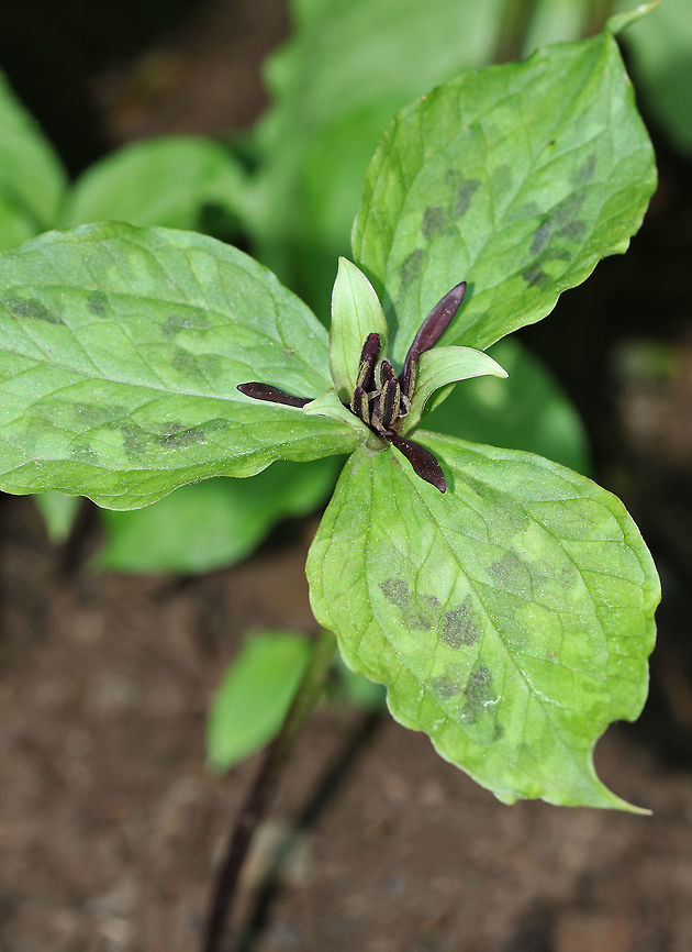 Propeller Trillium - Trillium stamineum The flower petals were so thin and twisted! Definitely propeller-like!<br />
<br />
Habitat: Shady forest<br />
<figure class="photo"><a href="https://www.jungledragon.com/image/81009/propeller_trillium_-_trillium_stamineum.html" title="Propeller Trillium - Trillium stamineum"><img src="https://s3.amazonaws.com/media.jungledragon.com/images/3232/81009_thumb.jpg?AWSAccessKeyId=05GMT0V3GWVNE7GGM1R2&Expires=1770854410&Signature=1rf9BeBo%2FP%2B03EHZLlJ%2FtM1o3wg%3D" width="200" height="152" alt="Propeller Trillium - Trillium stamineum The flower petals were so thin and twisted! Definitely propeller-like!<br />
<br />
Habitat: Shady forest<br />
https://www.jungledragon.com/image/81008/propeller_trillium_-_trillium_stamineum.html<br />
https://www.jungledragon.com/image/81007/propeller_trillium_-_trillium_stamineum.html Geotagged,Spring,Trillium stamineum,United States" /></a></figure><br />
<figure class="photo"><a href="https://www.jungledragon.com/image/81007/propeller_trillium_-_trillium_stamineum.html" title="Propeller Trillium - Trillium stamineum"><img src="https://s3.amazonaws.com/media.jungledragon.com/images/3232/81007_thumb.jpg?AWSAccessKeyId=05GMT0V3GWVNE7GGM1R2&Expires=1770854410&Signature=mUffDVTdOMgW3Oc%2BvGESv97pjZ0%3D" width="200" height="158" alt="Propeller Trillium - Trillium stamineum The flower petals were so thin and twisted! Definitely propeller-like!<br />
<br />
Habitat: Shady forest<br />
https://www.jungledragon.com/image/81009/propeller_trillium_-_trillium_stamineum.html<br />
https://www.jungledragon.com/image/81008/propeller_trillium_-_trillium_stamineum.html Geotagged,Spring,Trillium stamineum,United States,propeller trillium,trillium,twisted trillium" /></a></figure> Geotagged,Spring,Trillium stamineum,United States