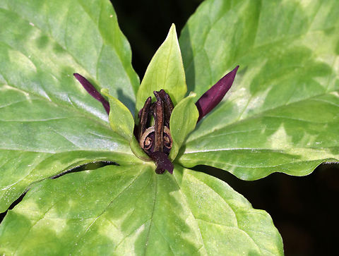 Propeller Trillium - Trillium stamineum The flower petals were so thin and twisted! Definitely propeller-like!

Habitat: Shady forest
https://www.jungledragon.com/image/81008/propeller_trillium_-_trillium_stamineum.html
https://www.jungledragon.com/image/81007/propeller_trillium_-_trillium_stamineum.html Geotagged,Spring,Trillium stamineum,United States