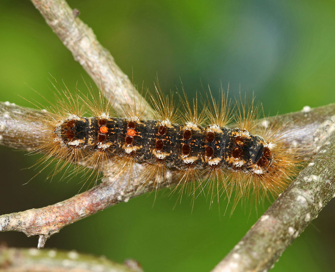 Browntail Caterpillar - Euproctis chrysorrhoea This is a non-native species, introduced from Europe. It's a forest pest and feeds on 26 different genera of trees, in 13 different families!<br />
<br />
It is reportedly only currently found (in the US) on Cape Cod, MA, and a few islands off the Maine coast in Casco Bay. But, I found it inland in Maine, although within 30 minutes of the coast.<br />
<figure class="photo"><a href="https://www.jungledragon.com/image/81011/browntail_caterpillar_-_euproctis_chrysorrhoea.html" title="Browntail Caterpillar - Euproctis chrysorrhoea"><img src="https://s3.amazonaws.com/media.jungledragon.com/images/3232/81011_thumb.jpg?AWSAccessKeyId=05GMT0V3GWVNE7GGM1R2&Expires=1769040010&Signature=LQl2VZ6JiaRGhRbMPW6RPNx3MMI%3D" width="200" height="150" alt="Browntail Caterpillar - Euproctis chrysorrhoea This is a non-native species, introduced from Europe. It's a forest pest and feeds on 26 different genera of trees, in 13 different families!<br />
<br />
It is reportedly only currently found (in the US) on Cape Cod, MA, and a few islands off the Maine coast in Casco Bay. But, I found it inland in Maine, although within 30 minutes of the coast.<br />
https://www.jungledragon.com/image/81010/browntail_caterpillar_-_euproctis_chrysorrhoea.html Brown-tail,Euproctis chrysorrhoea,Geotagged,Spring,United States" /></a></figure> Brown-tail,Euproctis,Euproctis chrysorrhoea,Geotagged,Spring,United States,caterpillar,larva,moth caterpillar