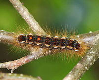 Browntail Caterpillar - Euproctis chrysorrhoea This is a non-native species, introduced from Europe. It's a forest pest and feeds on 26 different genera of trees, in 13 different families!<br />
<br />
It is reportedly only currently found (in the US) on Cape Cod, MA, and a few islands off the Maine coast in Casco Bay. But, I found it inland in Maine, although within 30 minutes of the coast.<br />
https://www.jungledragon.com/image/81011/browntail_caterpillar_-_euproctis_chrysorrhoea.html Brown-tail,Euproctis,Euproctis chrysorrhoea,Geotagged,Spring,United States,caterpillar,larva,moth caterpillar