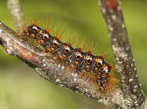 Browntail Caterpillar - Euproctis chrysorrhoea This is a non-native species, introduced from Europe. It's a forest pest and feeds on 26 different genera of trees, in 13 different families!

It is reportedly only currently found (in the US) on Cape Cod, MA, and a few islands off the Maine coast in Casco Bay. But, I found it inland in Maine, although within 30 minutes of the coast.
https://www.jungledragon.com/image/81010/browntail_caterpillar_-_euproctis_chrysorrhoea.html Brown-tail,Euproctis chrysorrhoea,Geotagged,Spring,United States