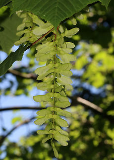 Moose Maple Samaras - Acer pensylvanicum I always call this tree striped maple unless I am in Maine, and then it is called moose maple.

Habitat: Deciduous forest Acer pensylvanicum,Geotagged,Spring,Striped Maple,United States,acer,maple seeds,samara,samaras