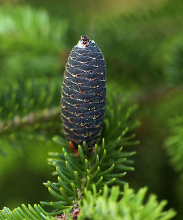 Balsam Fir Cone - Abies balsamea The cones on this tree are erect, purplish, and 40-80 mm long. They release winged seeds in the fall.

Habitat: Forest Abies balsamea,Balsam fir,Geotagged,Spring,United States,abies,cones,fir,fir cones