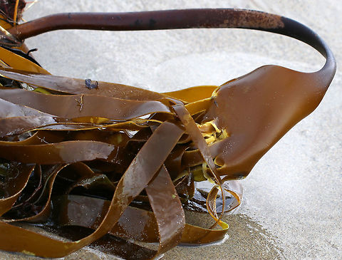 Horsetail Kelp - Laminaria digitata Mature plants have a wide blade that is split into 6+ straplike "fingers". The stalk is very stiff and grows to 1.1 m long. It gets super heavy with thick blades that feel like leather.

Habitat: Washed up on the beach during low tide
https://www.jungledragon.com/image/81018/horsetail_kelp_-_laminaria_digitata.html Geotagged,Laminaria digitata,Oarweed,Spring,United States,horsetail kelp,kelp