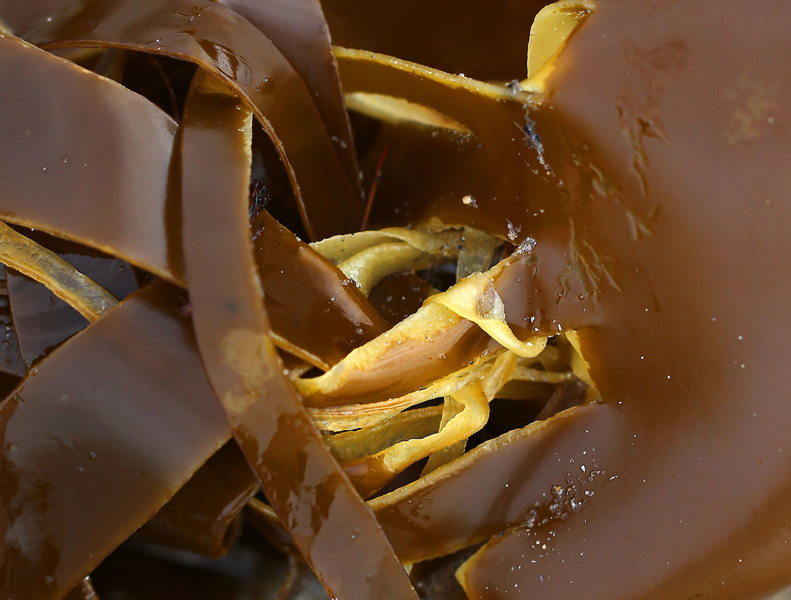 Horsetail Kelp - Laminaria digitata Mature plants have a wide blade that is split into 6+ straplike "fingers". The stalk is very stiff and grows to 1.1 m long. It gets super heavy with thick blades that feel like leather.<br />
<br />
Habitat: Washed up on the beach during low tide<br />
<figure class="photo"><a href="https://www.jungledragon.com/image/81017/horsetail_kelp_-_laminaria_digitata.html" title="Horsetail Kelp - Laminaria digitata"><img src="https://s3.amazonaws.com/media.jungledragon.com/images/3232/81017_thumb.jpg?AWSAccessKeyId=05GMT0V3GWVNE7GGM1R2&Expires=1770854410&Signature=DR9Ywz5U0oV0EoOPg3zXXuoC99s%3D" width="200" height="154" alt="Horsetail Kelp - Laminaria digitata Mature plants have a wide blade that is split into 6+ straplike "fingers". The stalk is very stiff and grows to 1.1 m long. It gets super heavy with thick blades that feel like leather.<br />
<br />
Habitat: Washed up on the beach during low tide<br />
https://www.jungledragon.com/image/81018/horsetail_kelp_-_laminaria_digitata.html Geotagged,Laminaria digitata,Oarweed,Spring,United States,horsetail kelp,kelp" /></a></figure> Geotagged,Laminaria digitata,Oarweed,Spring,United States