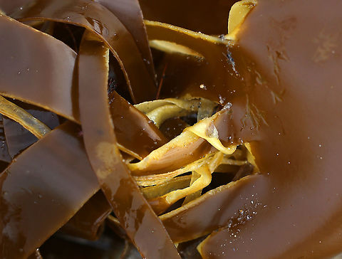 Horsetail Kelp - Laminaria digitata Mature plants have a wide blade that is split into 6+ straplike "fingers". The stalk is very stiff and grows to 1.1 m long. It gets super heavy with thick blades that feel like leather.

Habitat: Washed up on the beach during low tide
https://www.jungledragon.com/image/81017/horsetail_kelp_-_laminaria_digitata.html Geotagged,Laminaria digitata,Oarweed,Spring,United States