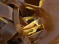 Horsetail Kelp - Laminaria digitata Mature plants have a wide blade that is split into 6+ straplike "fingers". The stalk is very stiff and grows to 1.1 m long. It gets super heavy with thick blades that feel like leather.<br />
<br />
Habitat: Washed up on the beach during low tide<br />
https://www.jungledragon.com/image/81017/horsetail_kelp_-_laminaria_digitata.html Geotagged,Laminaria digitata,Oarweed,Spring,United States